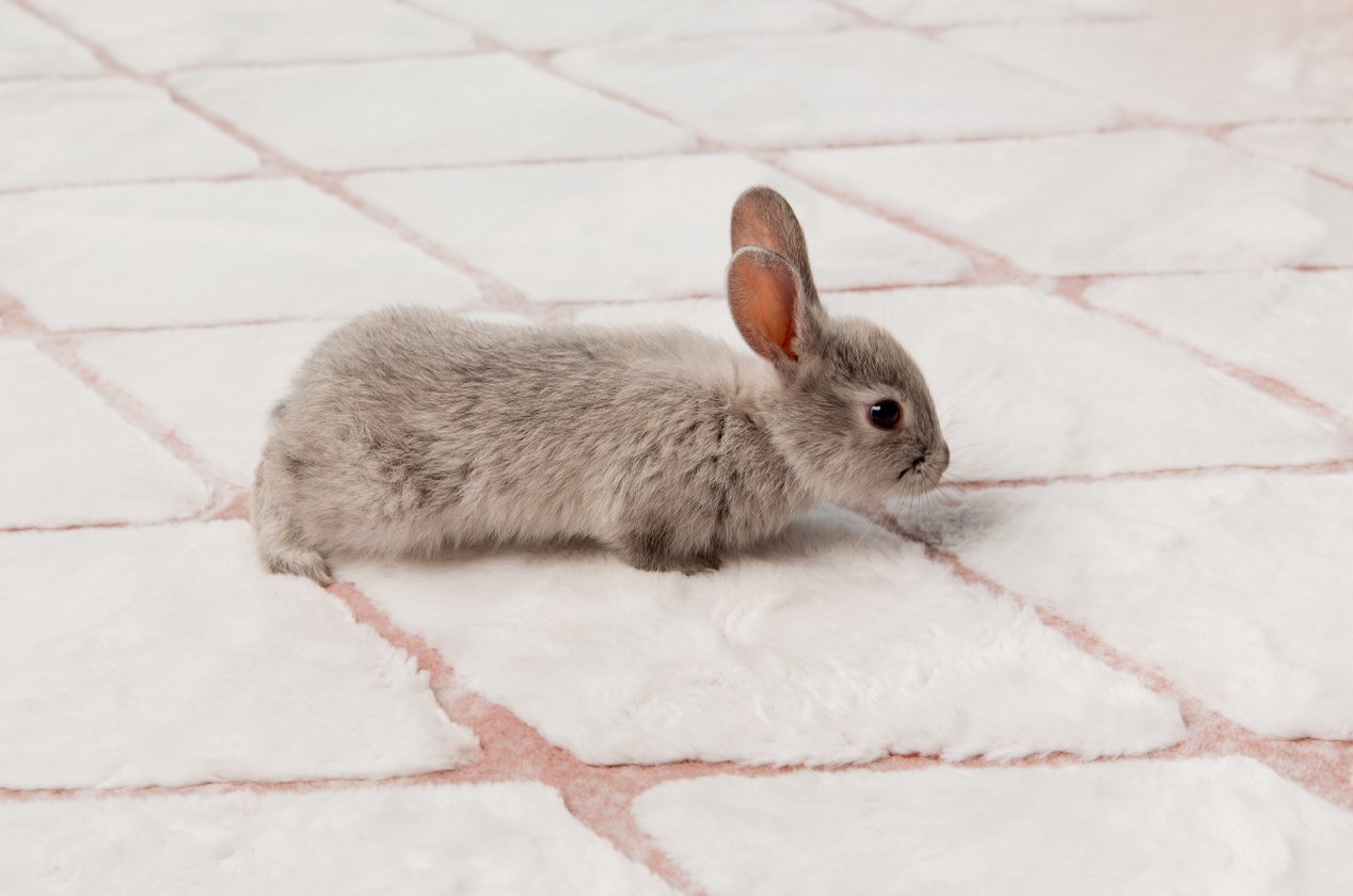 Изображение 433426