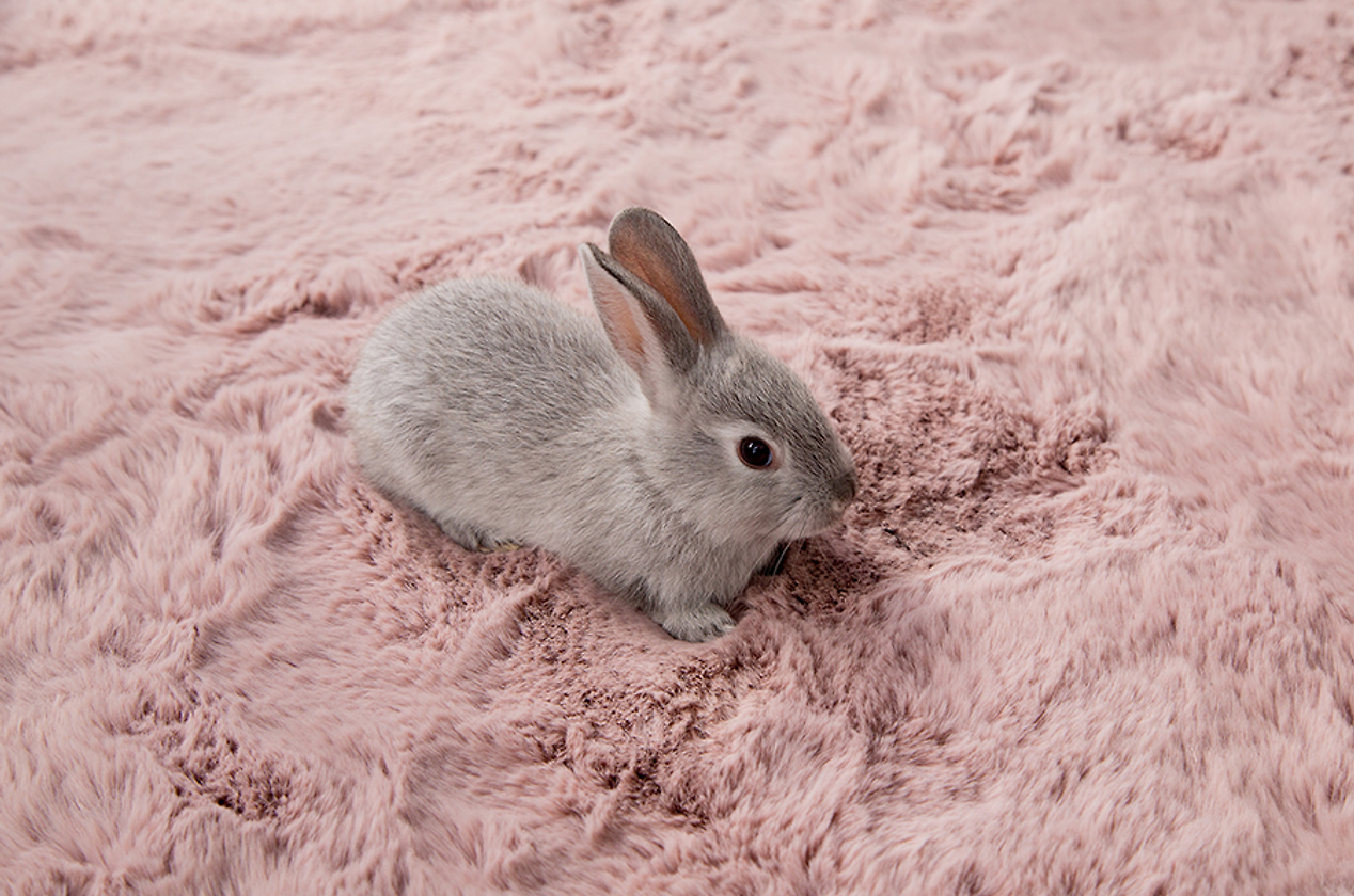 Изображение 432844